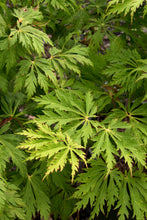Load image into Gallery viewer, Acer jap. 'Aconitifolium - Full Moon Maple
