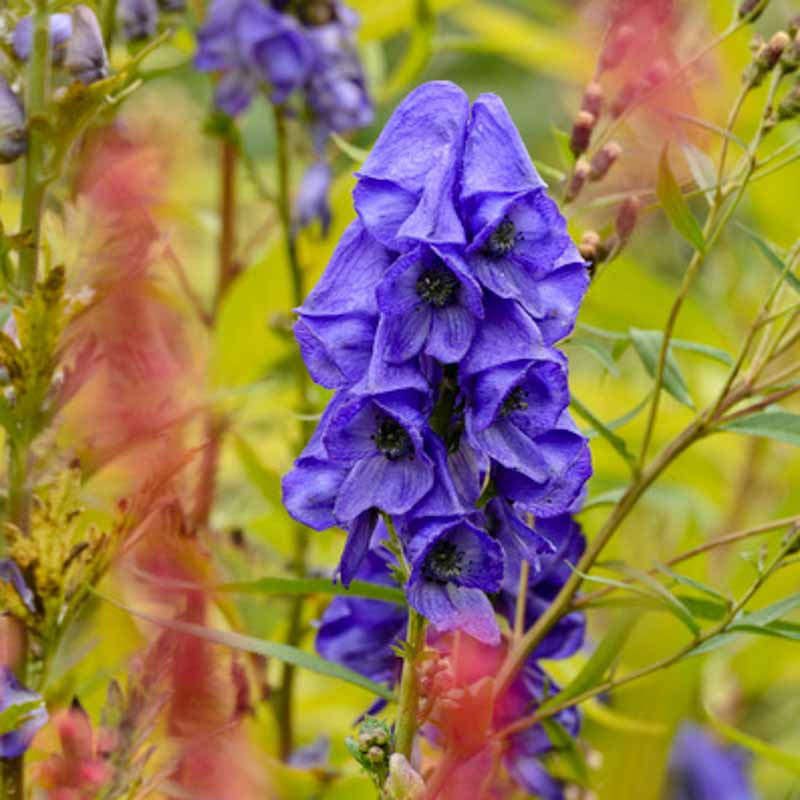 Aconitum charmichaelii 'Ardensii'