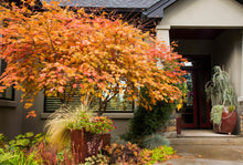 Load image into Gallery viewer, Acer jap. 'Aconitifolium - Full Moon Maple
