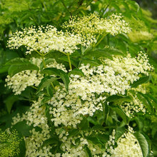 Load image into Gallery viewer, Sambucus can. 'Adams' - Elderberry

