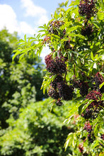 Load image into Gallery viewer, Sambucus can. 'Adams' - Elderberry
