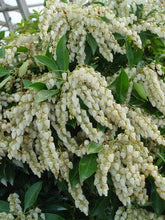 Load image into Gallery viewer, Pieris jap. &#39;Avalanche&#39; - Andromeda
