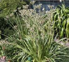 Load image into Gallery viewer, Eryngium agavifolium - Sea Holly
