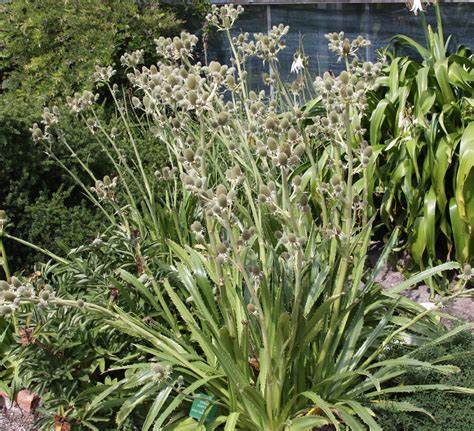 Eryngium agavifolium - Sea Holly