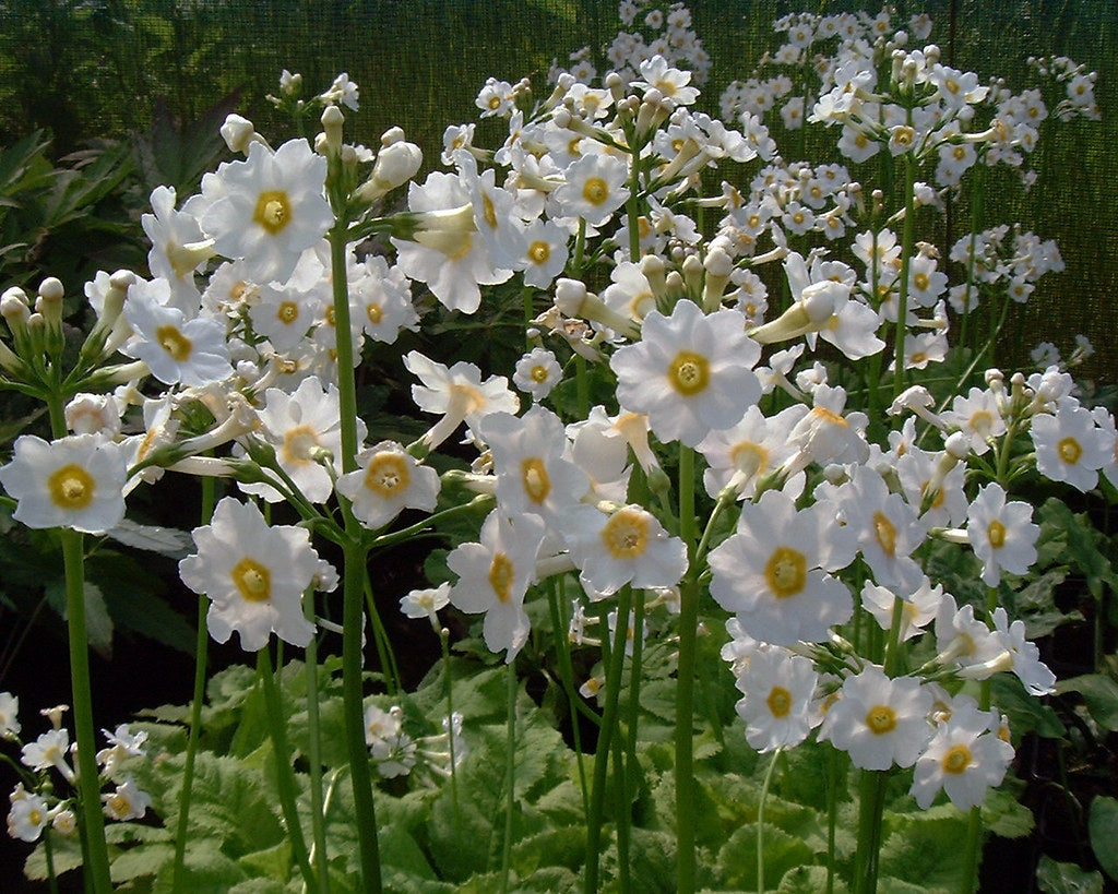 Primula japonica 'Alba' - Japanese Primrose