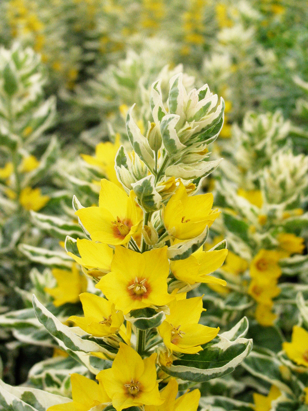 Lysimachia 'Alexander'
