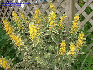 Lysimachia 'Alexander'