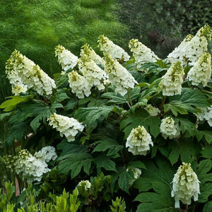 Hydrangea quer. 'Alice'