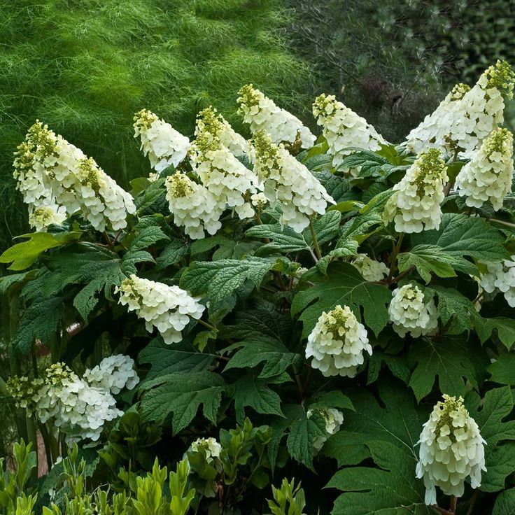 Hydrangea quer. 'Alice'