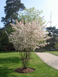 Amelanchier lamarckii