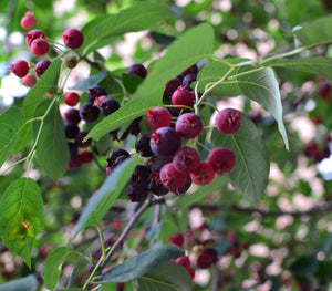 Amelanchier lamarckii