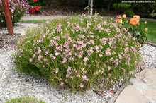 Load image into Gallery viewer, Coreopsis rosea &#39;American Dream&#39;
