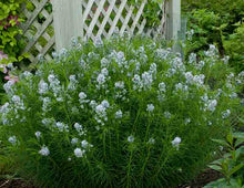 Load image into Gallery viewer, Amsonia hubrictii - Blue Star
