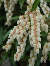 Load image into Gallery viewer, Pieris jap. &#39;Avalanche&#39; - Andromeda

