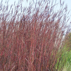 Andropogon 'Red October' - Big Bluestem
