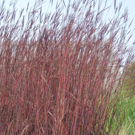 Andropogon 'Red October' - Big Bluestem