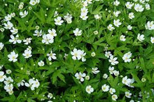 Load image into Gallery viewer, Anemone canadensis
