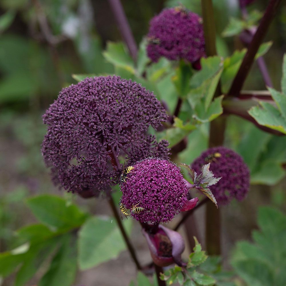 Angelica gigas – Pondside Nursery