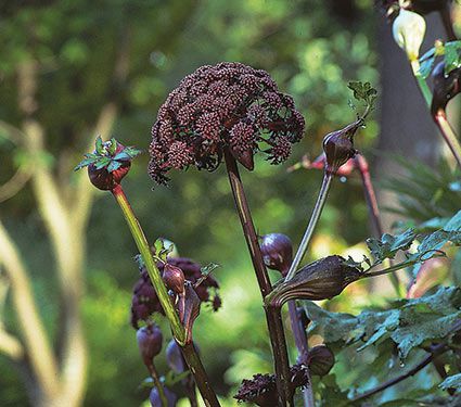 angelica gigas plant Angelica gigas – Pondside Nursery