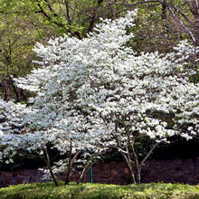 Load image into Gallery viewer, Cornus fl. &#39;Appalachian Snow&#39; - Florida Dogwood
