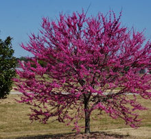 Load image into Gallery viewer, Cercis can. &#39;Appalachian Red&#39;
