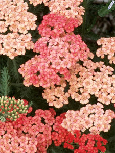 Achillea mil. 'Apricot Delight' - Yarrow