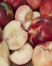 Load image into Gallery viewer, Prunus &#39;Arctic Babe&#39; - Nectarine
