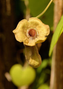 Aristolochia macro. - Dutchman's Pipe