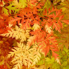 Load image into Gallery viewer, Aruncus aethusifolius - Dwarf Goatsbeard
