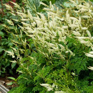 Aruncus aethusifolius - Dwarf Goatsbeard