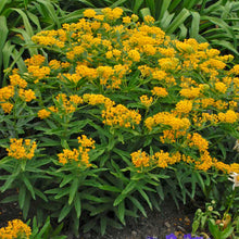 Load image into Gallery viewer, Asclepias tub. 'Hello Yellow' - Milkweed
