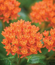 Load image into Gallery viewer, Asclepias tuberosa - Milkweed
