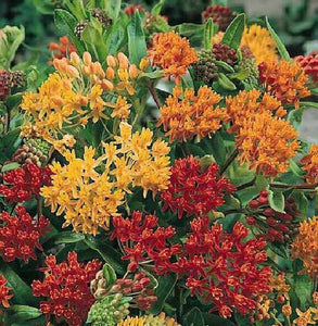 Asclepias tub. 'Gay Butterflies' - Milkweed
