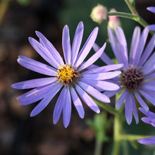 Load image into Gallery viewer, Aster mac. 'Twilight'

