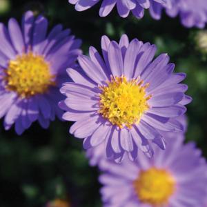 Aster 'Believer'