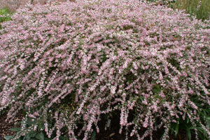 Aster 'Lady In Black'