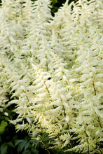 Load image into Gallery viewer, Astilbe &#39;Bridal Veil&#39;
