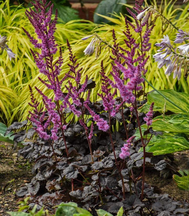 Astilbe 'Dark Side of the Moon'