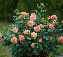 Load image into Gallery viewer, Rosa &#39;At Last&#39; - Shrub Rose
