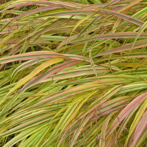 Hakonechloa 'Aureola'