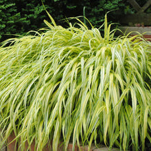 Load image into Gallery viewer, Hakonechloa &#39;Aureola&#39;
