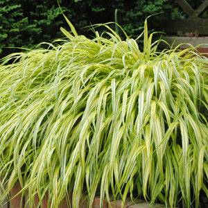 Hakonechloa 'Aureola'