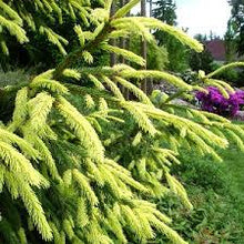Load image into Gallery viewer, Picea orientalis &#39;Aureospicata&#39;
