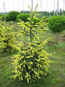 Picea orientalis 'Aureospicata'