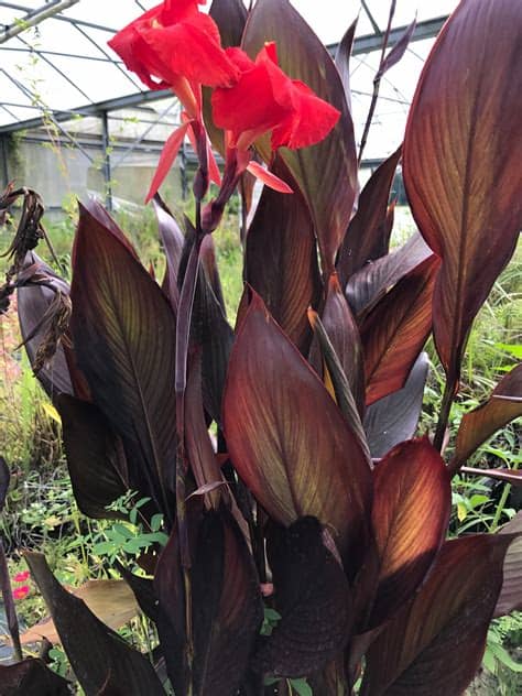 Canna 'Australia'