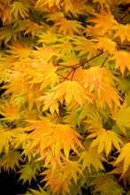 Load image into Gallery viewer, Acer shir. 'Autumn Moon' - Full Moon Maple

