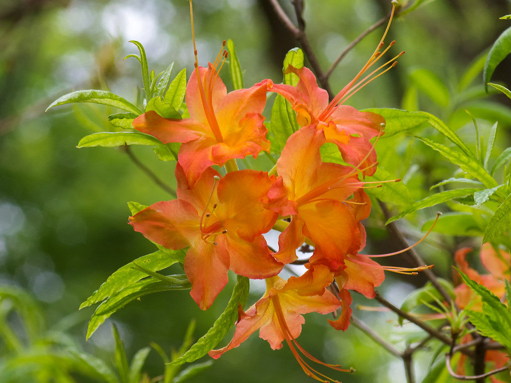 Azalea calendulaceum - Flame Azalea