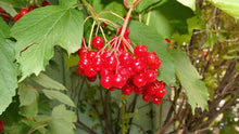 Load image into Gallery viewer, Viburnum tri. &#39;Bailey&#39;s Compact&#39; - American Cranberry
