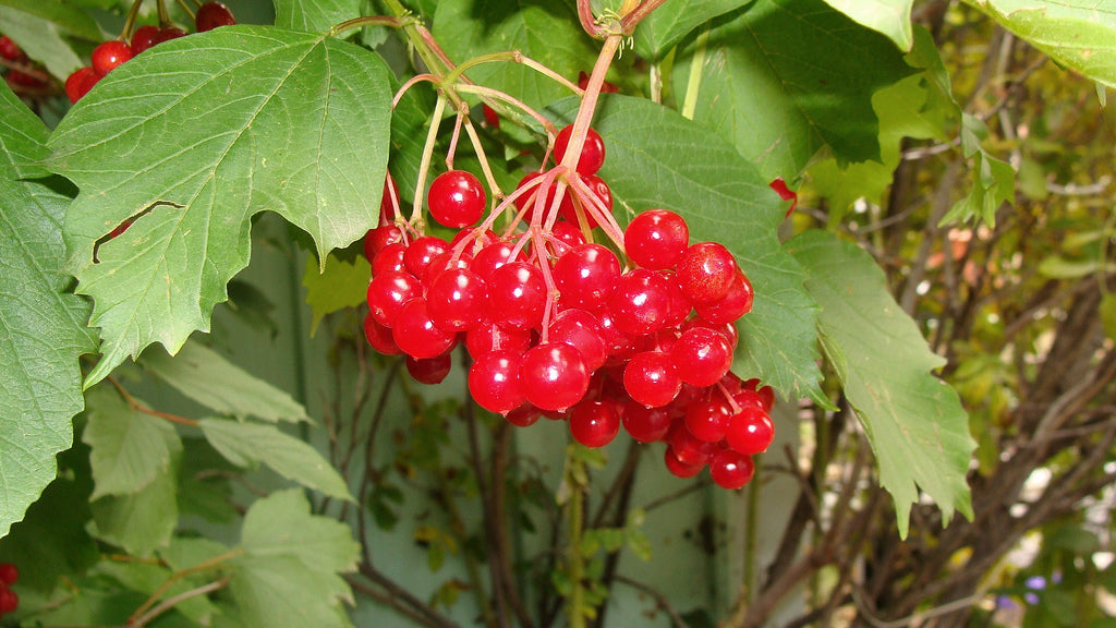 Viburnum tri. 'Bailey's Compact' - American Cranberry