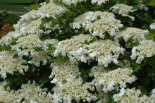 Load image into Gallery viewer, Viburnum tri. &#39;Bailey&#39;s Compact&#39; - American Cranberry
